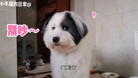 怎么养蚕蛾 5a2992dbba7048896288b0710ed2c7c0ca182057.jpg@280w_158h_1c_100q.jpg