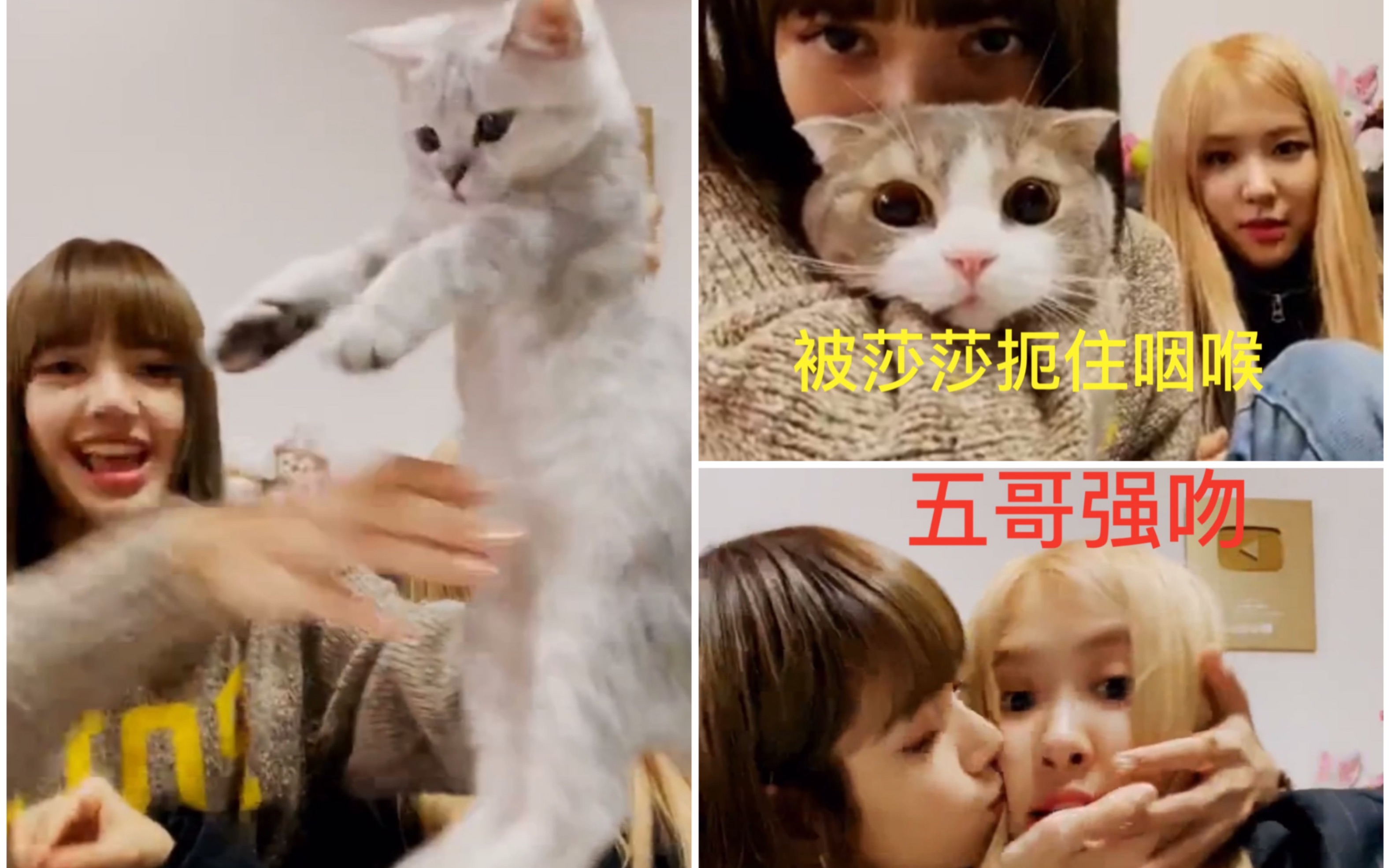 blackpink1129vlive直播又双叒是lisa和rosé还有新的猫louis