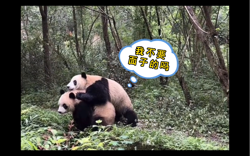 【大熊猫润玥、和叶】玩归玩闹归闹，最后还一起抱抱！小熊友的世界就是如此纯真
