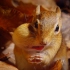 一部萌翻且治愈你的影片《小巨人》---你知道小松鼠一次可以往嘴里放几颗橡树果吗？