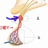 【图解组胚】下丘脑和垂体的关系？垂体门脉系统是什么？抗利尿激素和催产素的路径？