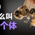 【超个体之蜜蜂01】蜂王 雄蜂 工蜂到底谁才是真工具?