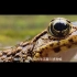 暗夜精灵——夜幕下的大围山蛙蛙世界