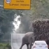 泰国的大象会利用自己的道路先行权，拦住过往的甘蔗车“打劫”几口零食,时间长了有些司机也会很主动，等大象吃完零食再离开
