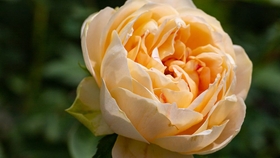 5aa53a66aa4ecbd1482a32521ef81dc4425ea16a.jpg@280w_158h_1c_100q.jpg