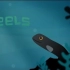 【Ted-ED】鳗鱼伊莱的神秘迁徙 Eli The Eel A Mysterious Migration
