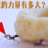 一只蚂蚁能移动多少倍自身体重的重量