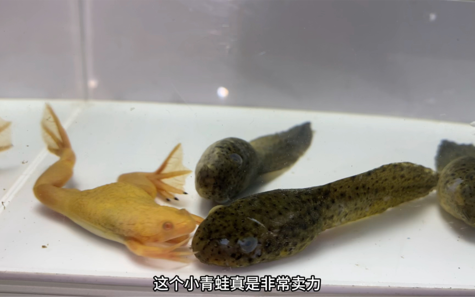 小金蛙解救巨型蝌蚪！在网上买了两个蝌蚪，没找到也能引发悲剧
