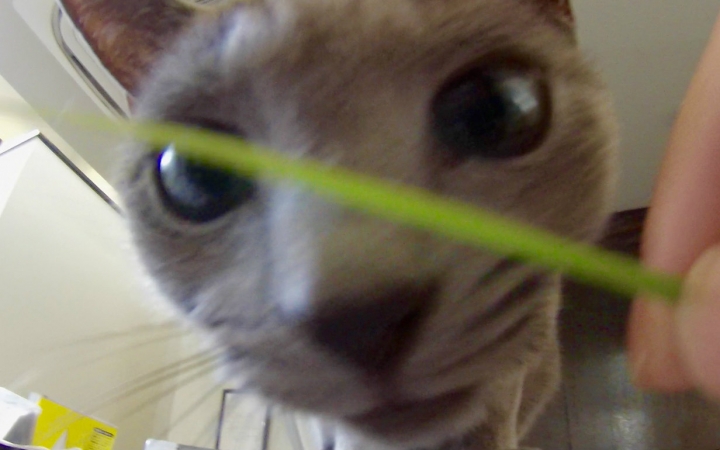 Japanese Cat Cafe11: How come this cat looks like a dog? 50 Days in Kyoto with Rabbit Tsukimi Day 18