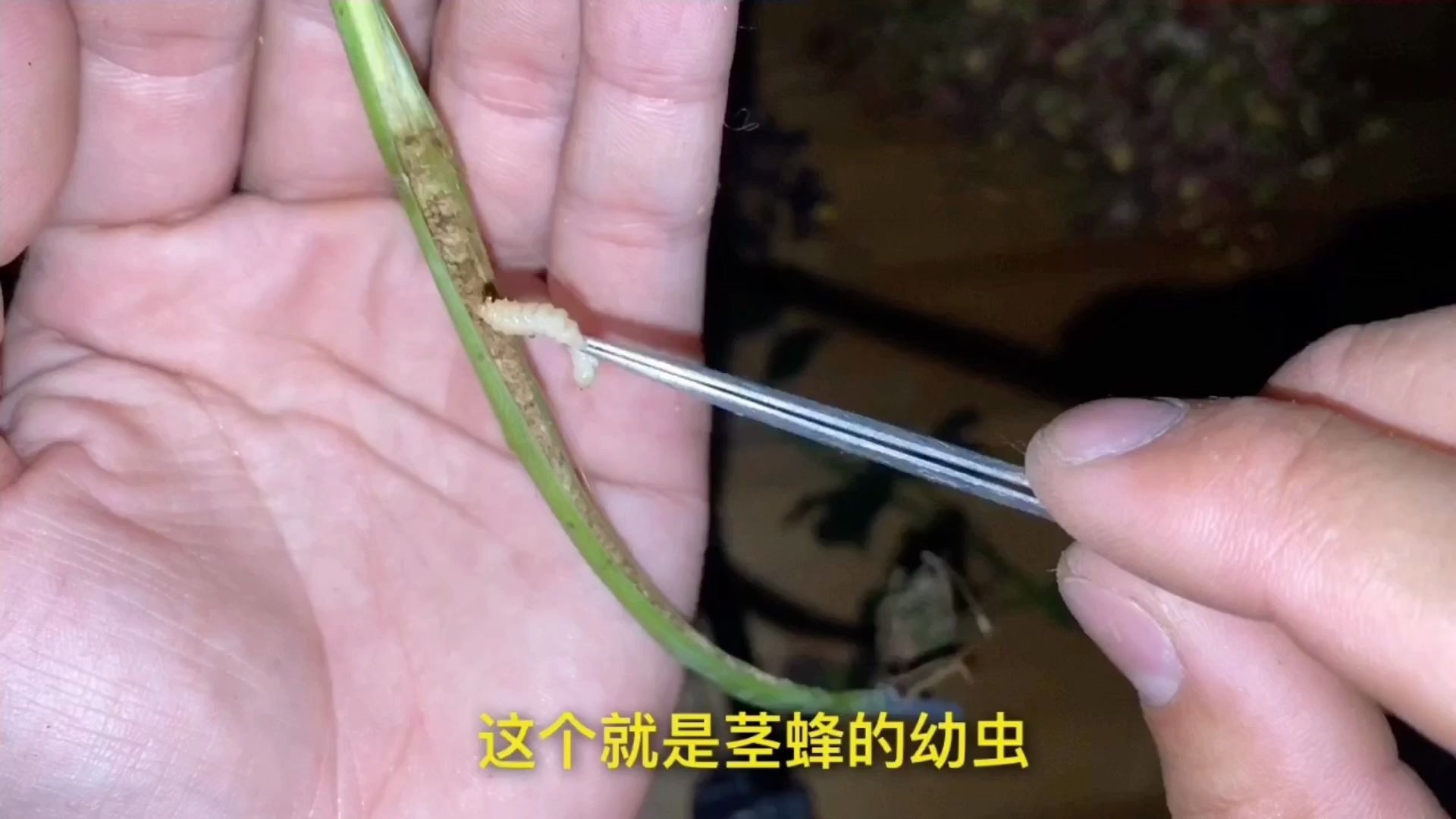 月季和蔷薇常见虫害茎蜂原来长这样