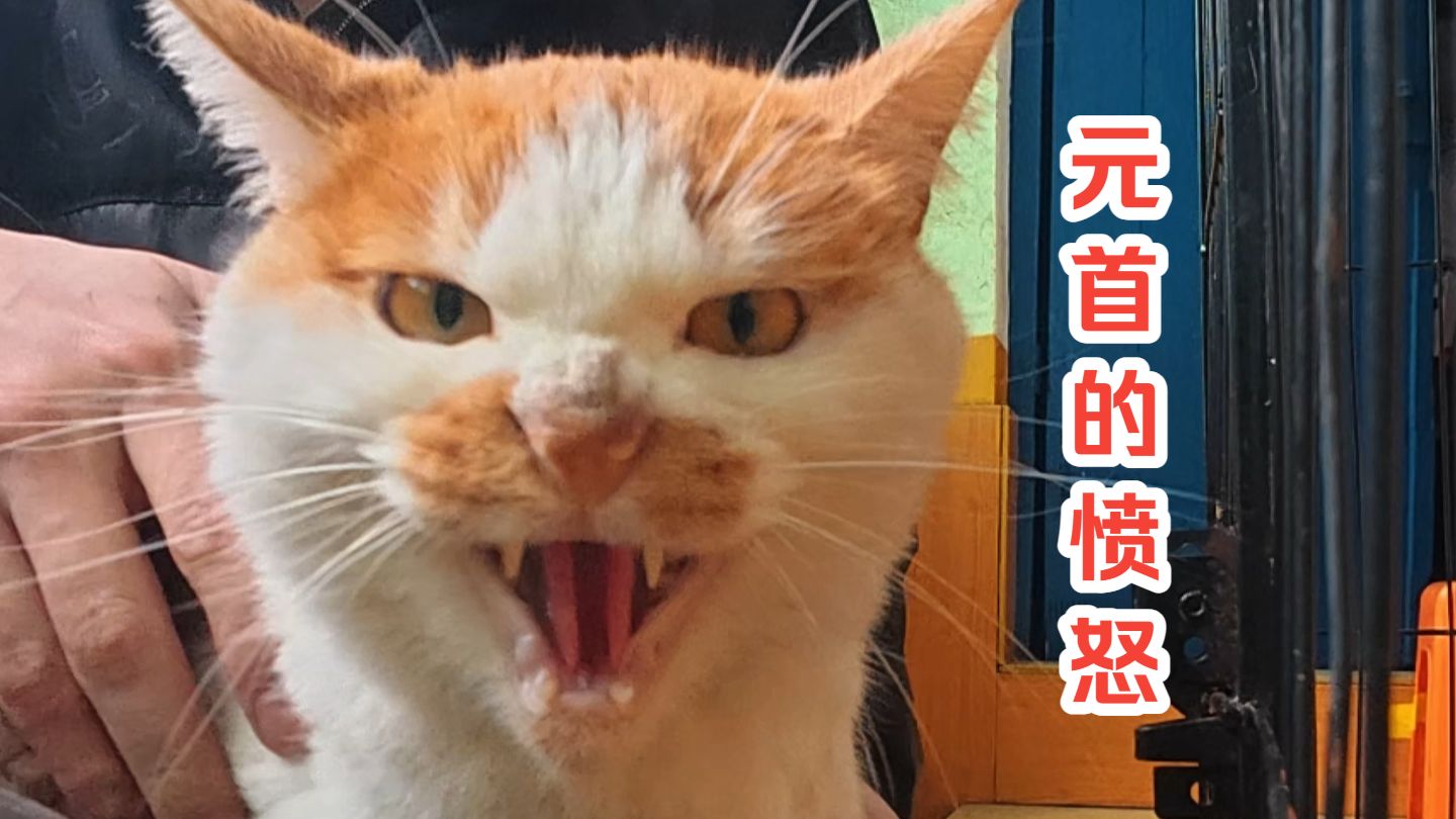 大橘哥134-神奇宝贝有点多