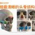 【第二单元公开课】头骨中的骨点与造型特征详解！