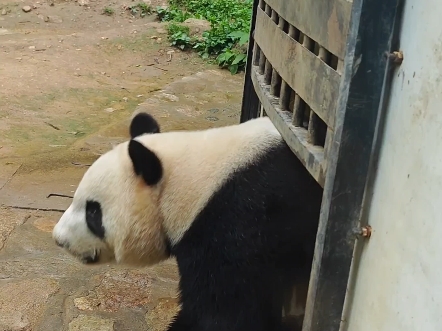 【大熊猫强生】会自己开门，自助上下班的聪明宝宝强生