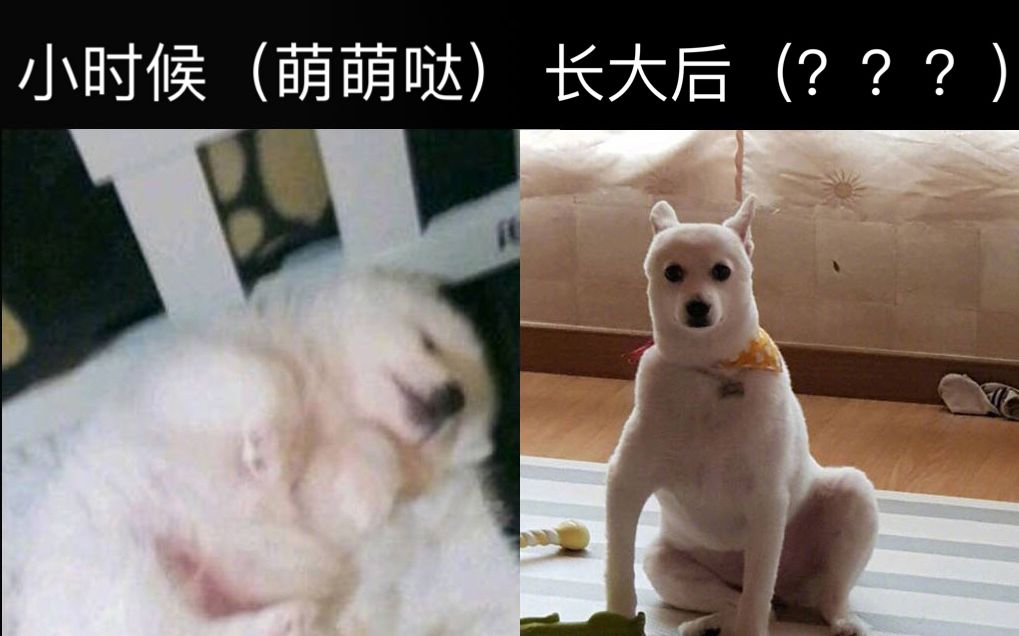 【前方高能】网络上的高能有毒沙雕图片 第二十九期