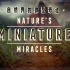 【纪录片】自然界的微型奇迹【1080p】【双语特效字幕】【纪录片之家爱自然】