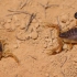 【托管蝎子】玛氏杀牛蝎（Buthus mariefrancae）与德拉河杀牛蝎（Buthus draa）展示（简介）