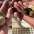 拇指大的鸡蛋孵化小鸡，出壳跑得比兔子快