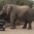 最大的非洲象有多大？汽车就像玩具