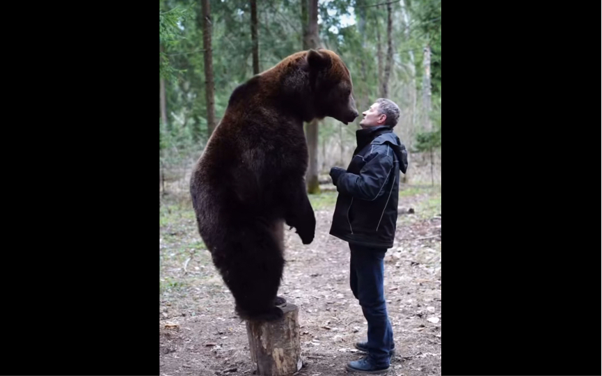 俄罗斯家养熊表演杂技！八百斤的大胖子居然是杂技演员，简直就是熊界的迈克尔·杰克逊！