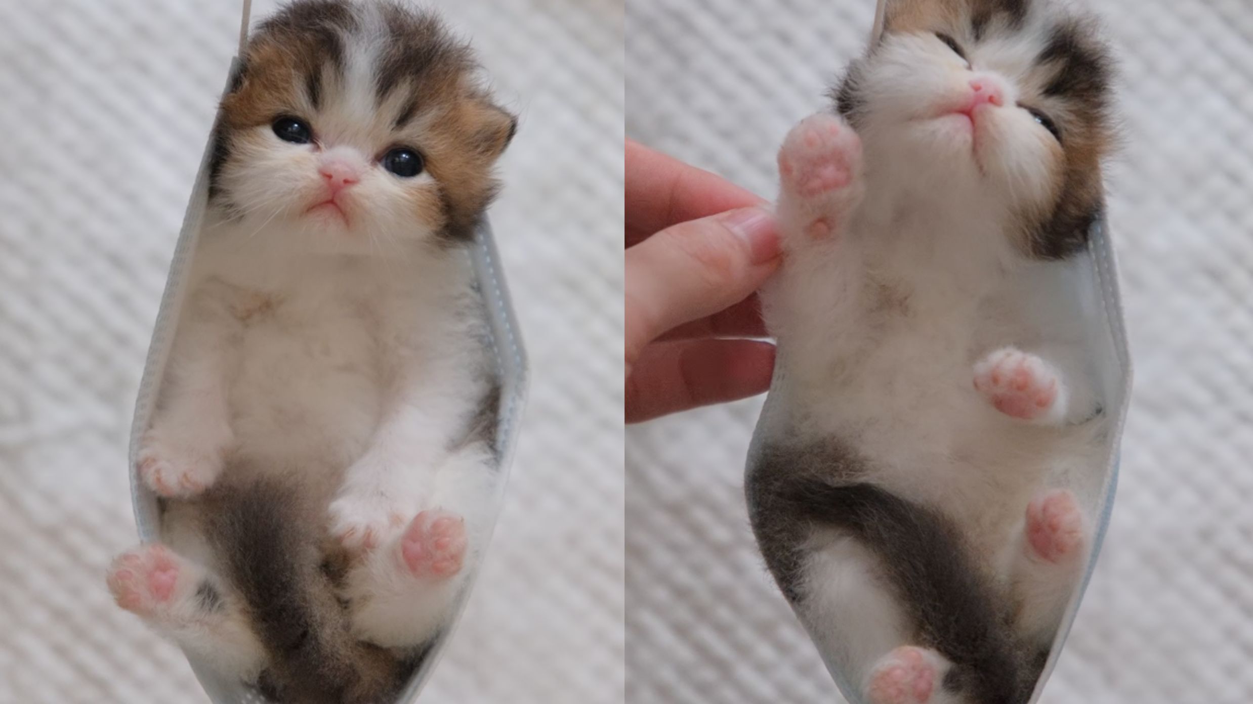 祖传的哄奶猫睡觉手艺