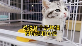 怎么看小猫有没有猫传腹 5b660c59f91019c341fc87e9f0f336267d8c17b6.jpg@280w_158h_1c_100q.jpg