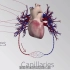 【3D演示】心血管系统 字幕版