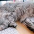 西伯利亚森林猫｜你见过睡觉唱歌的小猫咪吗？