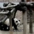 功勋熊猫：30岁熊猫生了130个孩子，子孙遍布全球