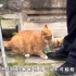 住在故宫的猫：因太胆小经常被揍，御前“带膘侍卫”帕帕却塌房？