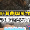 主人用手摸猫咪刚舔过的毛时，猫咪生无可恋气昏了