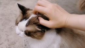 5b93f0dd0b4fe670d494b9ad6598325f632d794a.jpg@280w_158h_1c_100q.jpg