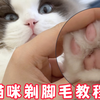 养猫技巧！如何让猫咪乖乖配合剃脚毛。定期给猫咪修理脚毛，即散热又防滑