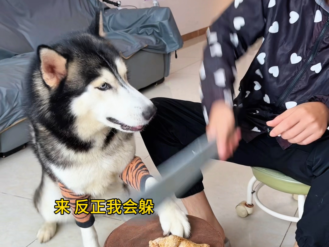 养狗就是玩，哈哈哈哈