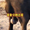 母象分娩过程，生下来就是个大家伙