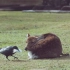 又到了奈良鹿换毛乌鸦做窝的季节，乌鸦似乎很喜欢拔奈良鹿屁屁上的白毛啊