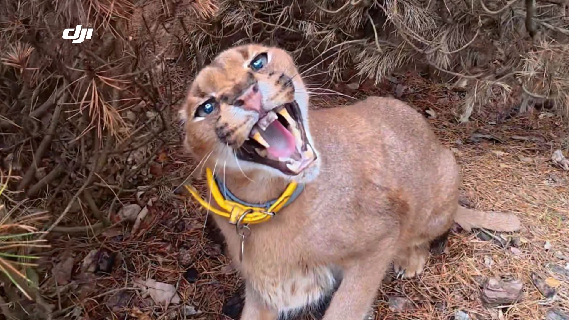 家里的猫猫脾气大怎么办？在线等！