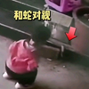 腿软！男童遇眼镜蛇不仅不怕还蹲下和蛇对视，万幸的是孩子没被咬到，目前蛇已被处理