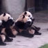 大熊猫聚众醉奶，最后几秒钟场面控制不住了……