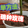 如何正确种植玫瑰，实现玫瑰自由