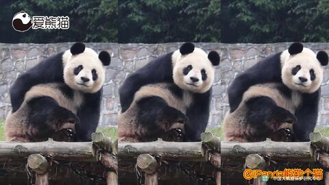 熊猫的故事儿童视频 5bf431f3b9248942812f6c3c755a571afd2f25b7.jpg@480w_270h_1c