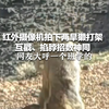 红外摄像机拍下两旱獭打架 互戳、掐脖招数神同步  网友大呼一个班学的