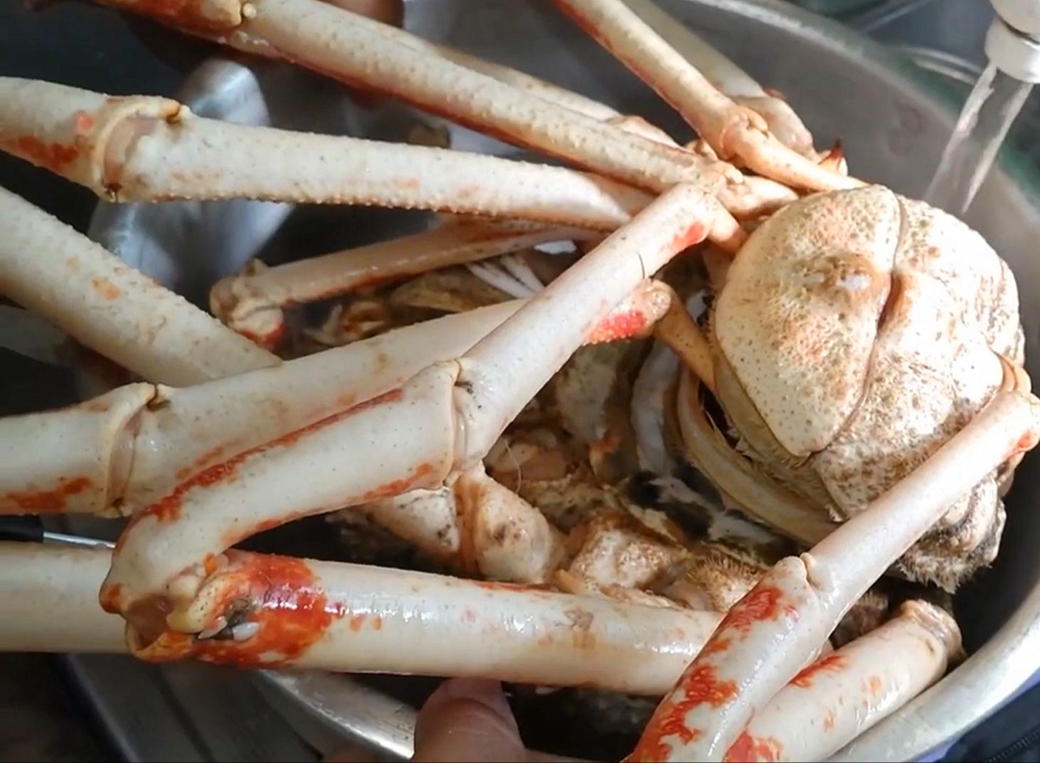 见识一下，小伙烹饪一只长1米3的蜘蛛蟹，锅都放不下