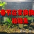 【许大爷记录•养鱼Vlog16】春节在家给三个缸换换水拍拍鱼！