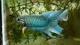 5c042617f0ecd8201b45a6103bbd9804af00f73e.jpg@280w_158h_1c_100q.jpg