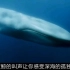 【蓝鲸】高清蓝鲸叫声震撼人心！让你感受深海独孤