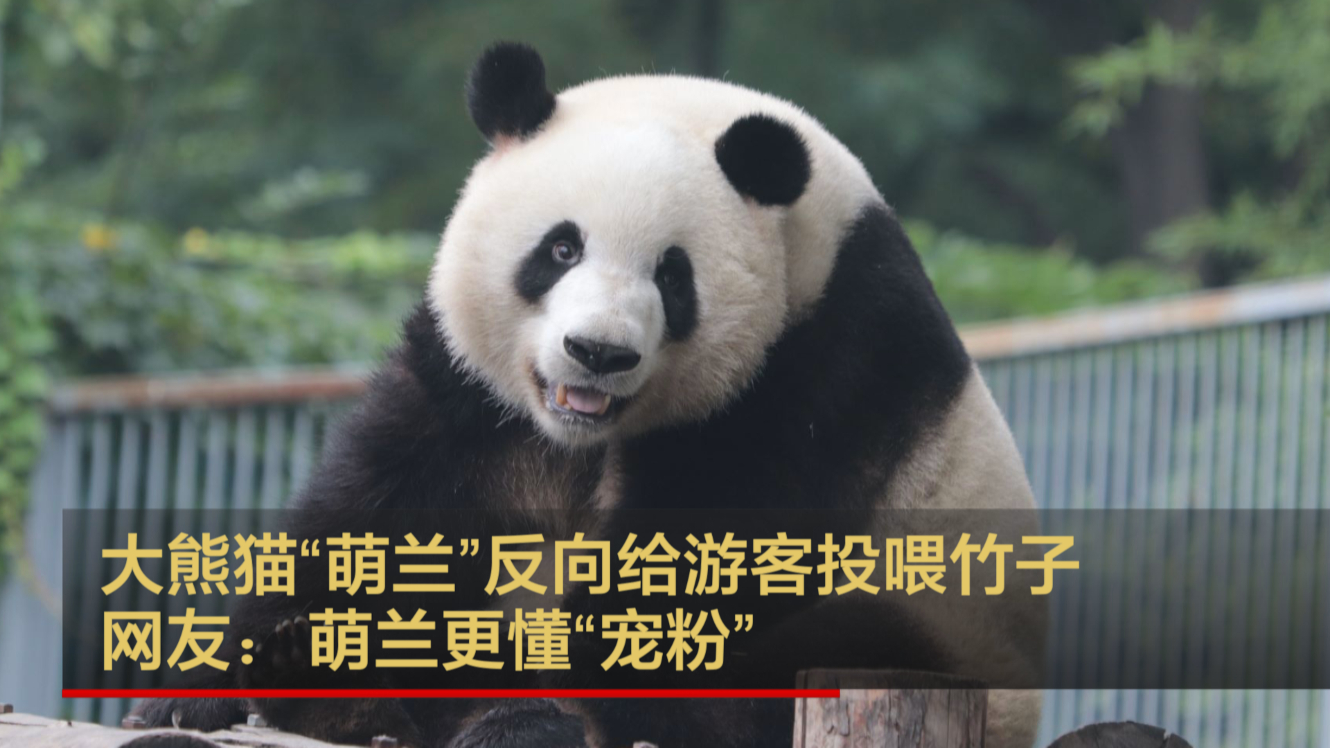 大熊猫“萌兰”反向给游客投喂竹子 网友：萌兰更懂“宠粉”