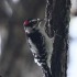 美国鸟类24：绒啄木鸟(Downy woodpecker)