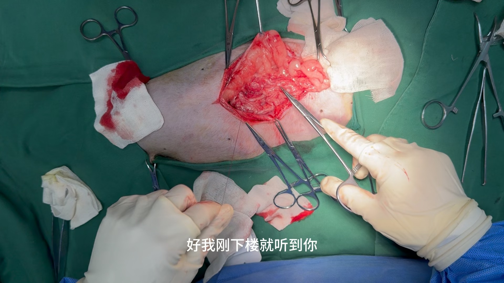 手术记录｜10岁泰迪——胃内异物取出 + 胆囊粘液囊肿摘除