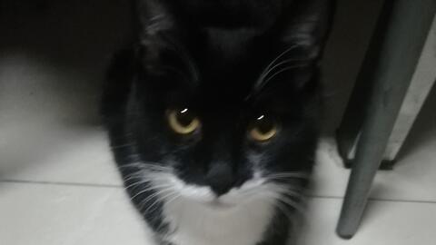 专业修车的猫 5c1fc43ba9ff822add0730c11a281edfa75e7138.jpg@480w_270h_1c