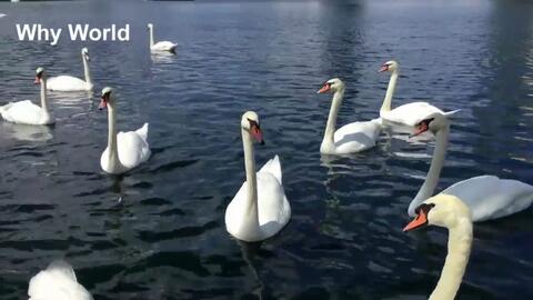 鸭子的视频大全 5c3fdee93e460be8b56f40d775b6e3556b3319b0.jpg@480w_270h_1c